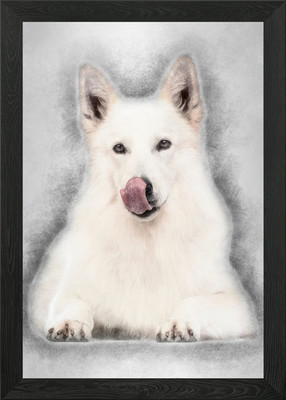 Schweizer Schäferhund 5 Jahre Gerahmtes Wandbild Poster Leinwandbild Bild