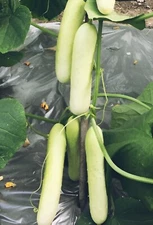 White wonder Cucumber Seeds, NON-GMO | 25 seeds |
