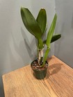 Blc. Suzuki's Golden Stripes x self Cattleya Orchid Plant — photo 2