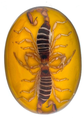 Real Scorpion Belt Buckle Western Metal Cowboy Hecho en Mexico Vintage Men Women - Picture 3 of 5