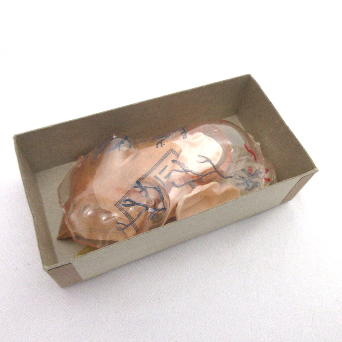 Vintage Visible Woman Anatomy Plastic Model Kit by Renwal 1960