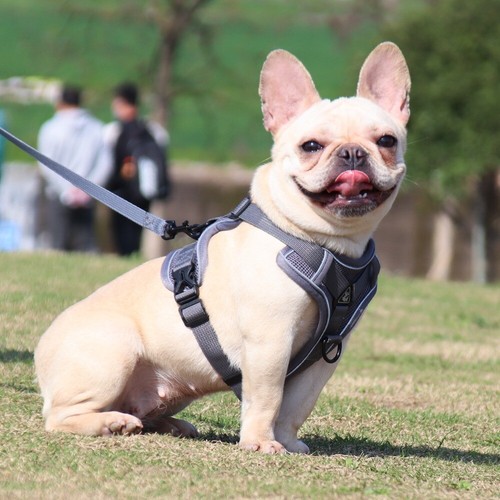 Small Dog Harness Lead Set Reflective Nylon No Pull Adjustable Pet Vest Puppy AU - Picture 16 of 16