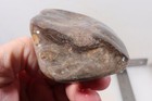Petoskey Stone Fossil Coral Lapidary  7.5 oz. windowed rough lot P2 — photo 10