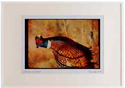 352017 Ring necked Pheasant Watercolour Picture Frame Ltd Ed A2