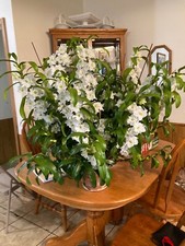 Nobile Dendrobium Spring Dream ' Appollon  