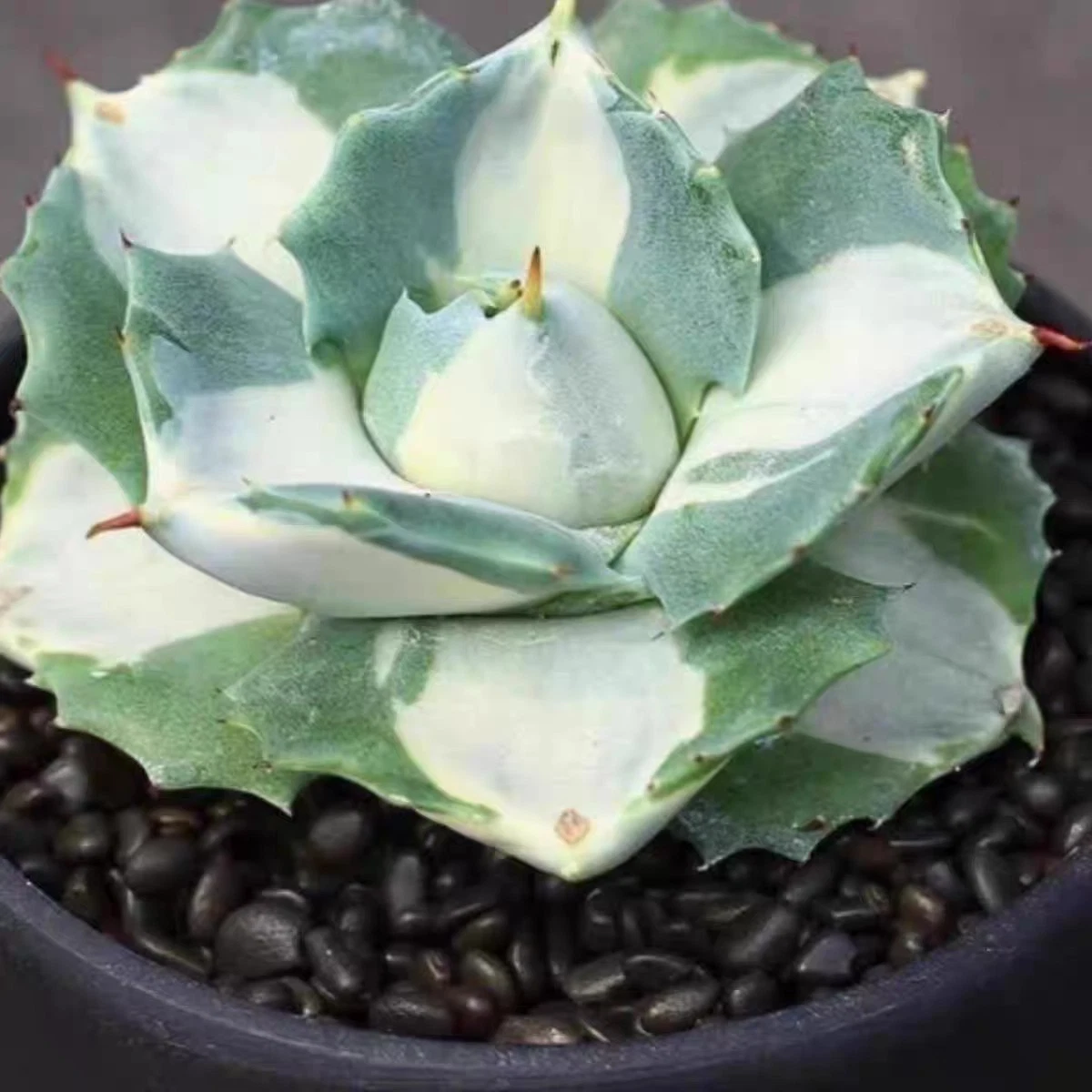 Agave Isthmensis Oji Raining about 8cm nice Succulent plant 61
Opens in a new window or tab