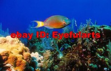 Ocean Life Corel Royalty-Free Stock Photo CD-ROM Disk  USB