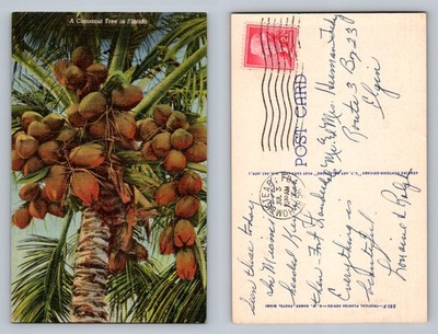 Florida, FL-Florida, Coconut Tree Tropical Fruit Vintage c1956 Postcard