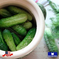 Fresh!!Cucumber Seeds - Homemade Pickles - Organic Non-GMO Heirloom Vegetable