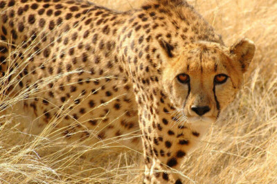 Natur Geparden Leopard 4x6 Foto