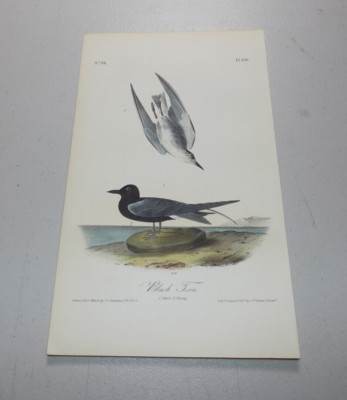 1840 Audubon Bird First Edition Octavo Print BLACK TERN PL#438 ~B