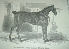 c1900 Antique Print AN ENGLISH COACH HORSE HEAVY DRAFT