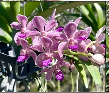 Vandachostylis Leah Baisi , Vanda Hybrid Orchid Fragrant Pink Blooming Size