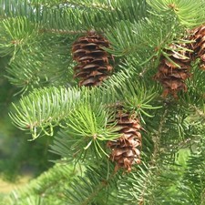 Pseudotsuga Menziesii - Deluxe 3Lt-Pot Evergreen Conifer Tree