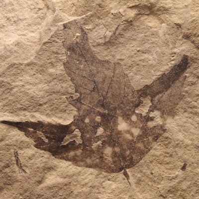 PLANT FOSSIL - Acer dasycarpoides - Neogene - Doly Bilina - CZECH REPUBLIC AE28