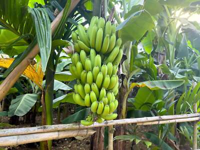 2-Pack Banana Tree 'Dwarf Cavendish' (Musa acuminata) Starter Plant - Fast Growi