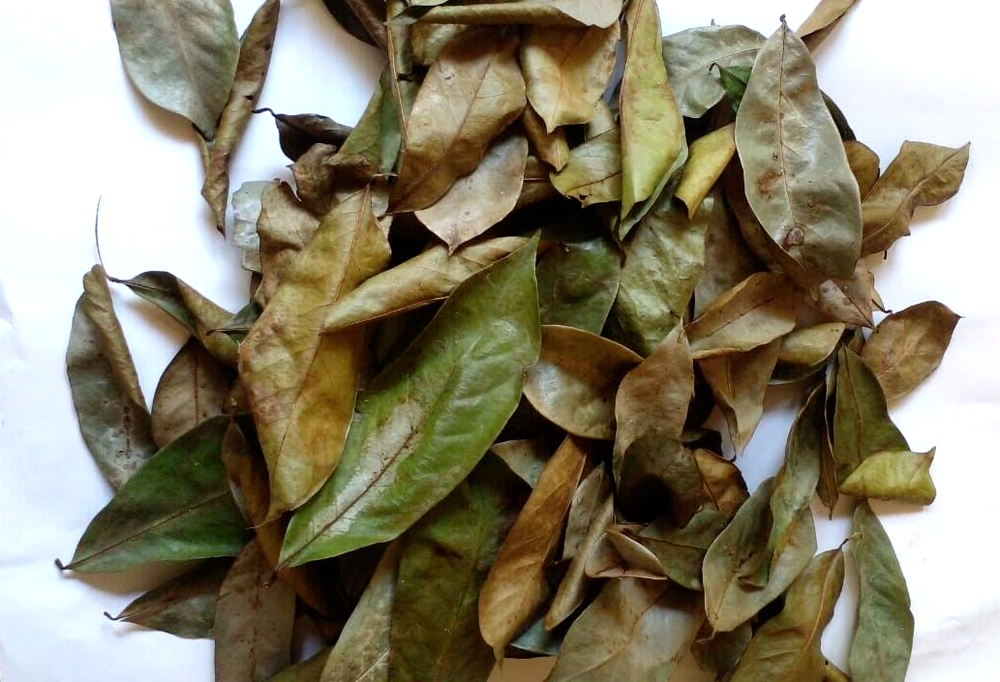 Dried organic Soursop/Guanabana/Graviola/ Anona  Leaves Homemade Tea Leaf 50