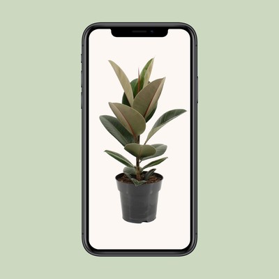 Ficus Elastica Robusta - Pflegeleichte Zimmerpflanze mit glänzenden Blättern - Ø