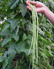 White Yardlong Bean Seeds   10g per Pack   Asian Vegetable     u   a H  t Tr  ng