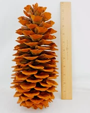 Giant Coulter Pinecone 11-1/2"H Widow Maker Crafts Rustic Decor Cabins Weddings