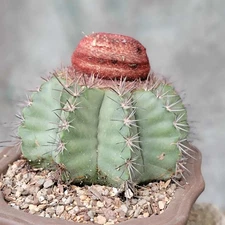 Melocactus bahiensis sap. amethystinus - Turk's Cap -  Rare Cactus - BIG!