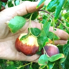 T619A (2) Redlands #4 Jujube Tree 8" Thin Cuttings For Graft ScionWood/Scion/Bud