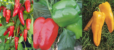 Pepper Plug Plants MIXED PACK "Grow Your Own" Fruit 'Ready to Plant Now'