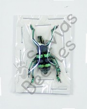 ** BEETLES, (261508) ,  Curculionidae , Eupholus mimikanus, W-Papua (Timika) ***