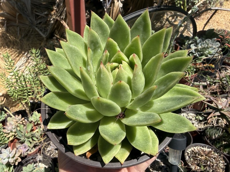 Echeveria agavoides “Lipstick “ 6 Inch Size Pot. Succulent Plant