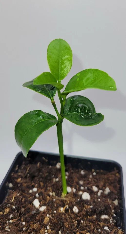 Plántulas Clementine naranja mandarina, 3-5 pulgadas de alto Foto 2 de 3