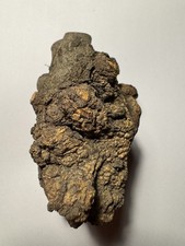 559- Tamarind, Tamarind Tree, Tamarind burl Wood