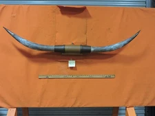 MOUNTED STEER BULL  HORNS 5' 1" tip to tip #400 BULL HORN LONGHORN