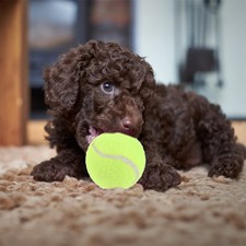 8Pcs Training Tennis Balls Rubber Dog Toys Ideal for Home Use