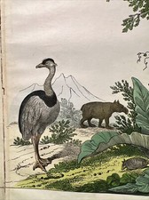 Illustration ancienne Amérique 1838 aquarelle colorée à la main animaux faune...