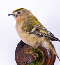 Taxidermie oiseau crête dorée support mural petit véritable animal en peluche Regulus regulus