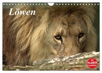 "Calendar 2027 · US Version · Lions (Wall Calendar 2027 12\" × 8\" Landscape), Calv"