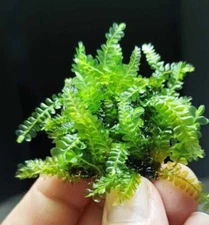Plagiochilaceae "Cameroon" Moss - Rare Submerged Grown Live Aquarium Plant