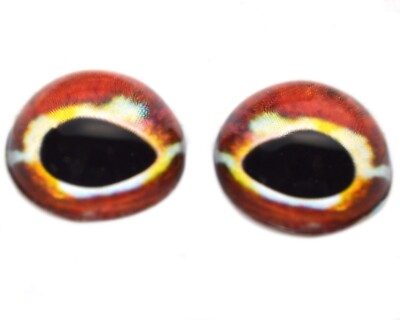 Pair High Dome Striped Triplefin Fish Half Sphere Glass Eyes Taxidermy Jewelry