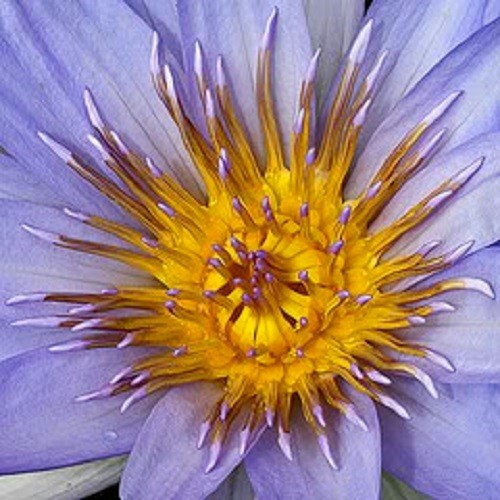 10 BLUE WATER LILY Pad Nymphaea Caerulea Asian Lotus Flower Pond Seeds
