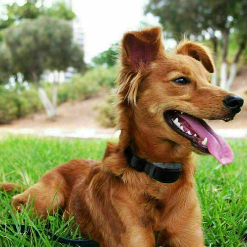 Collar de Entrenamiento para Perros Mascotas Descarga Eléctrica Antiladridos E-Collar Dejar de Ladrar Control - Imagen 11 de 15