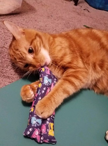 Palos de almohada de hierba gatita, juguete para gatos, juguete para hierba gatera, gatos - Imagen 7 de 8