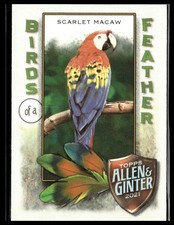 Scarlet Macaw Birds of A Feather Allen & Ginter Card #BOF-3