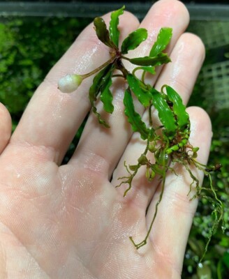 BUY 2 GET 1 FREE* Bucephalandra Buce Mystery Rhizomes Live