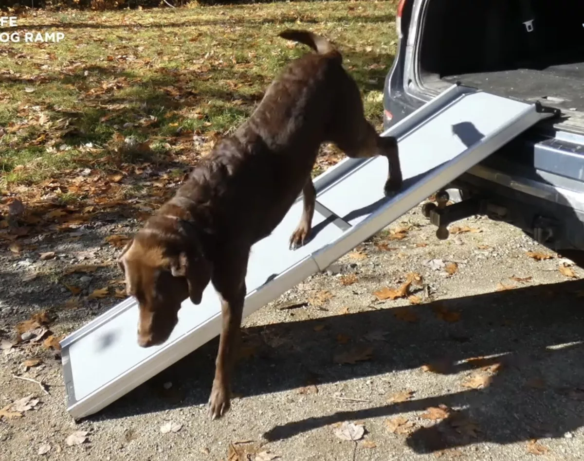 Solvit telescopic dog ramp 2025