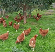 Laying Hens For Sale In Victoria Livestock Gumtree Australia