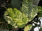 Ficus Look Alike White variegated Tropical Poikilespermum sauveolens 1-2’ Tree — photo 1