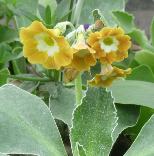 Yellow Border Auricula : 60 Seeds : Hybrid Alpine Primula, Primrose - Picture 4 of 12