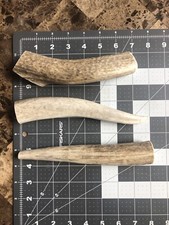 LARGE WHOLE ELK ANTLER Premium Dog Chew 7 1pc