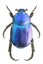 Hoplia coerulea ONE REAL BLUE SCARAB BEETLE FRANCE