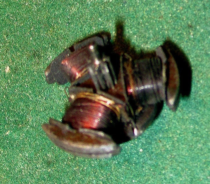 Piko Pico Express ME 101, ME 102, Rotor, Anker Ersatzteil - Bild 2 von 2